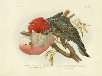 モモイロインコ、1891年